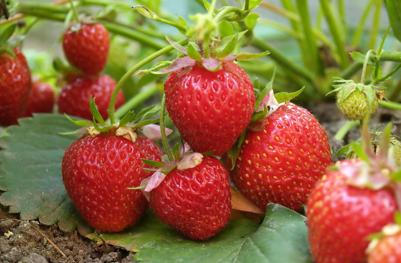 恒譜生：專業(yè)水果檢測，守護舌尖上的安全！