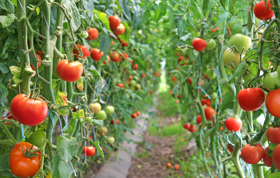 恒譜生：水果檢測，守護舌尖上的安全！