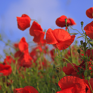 警惕食品安全！液相色譜法助力“罌粟添加劑”檢測(cè)